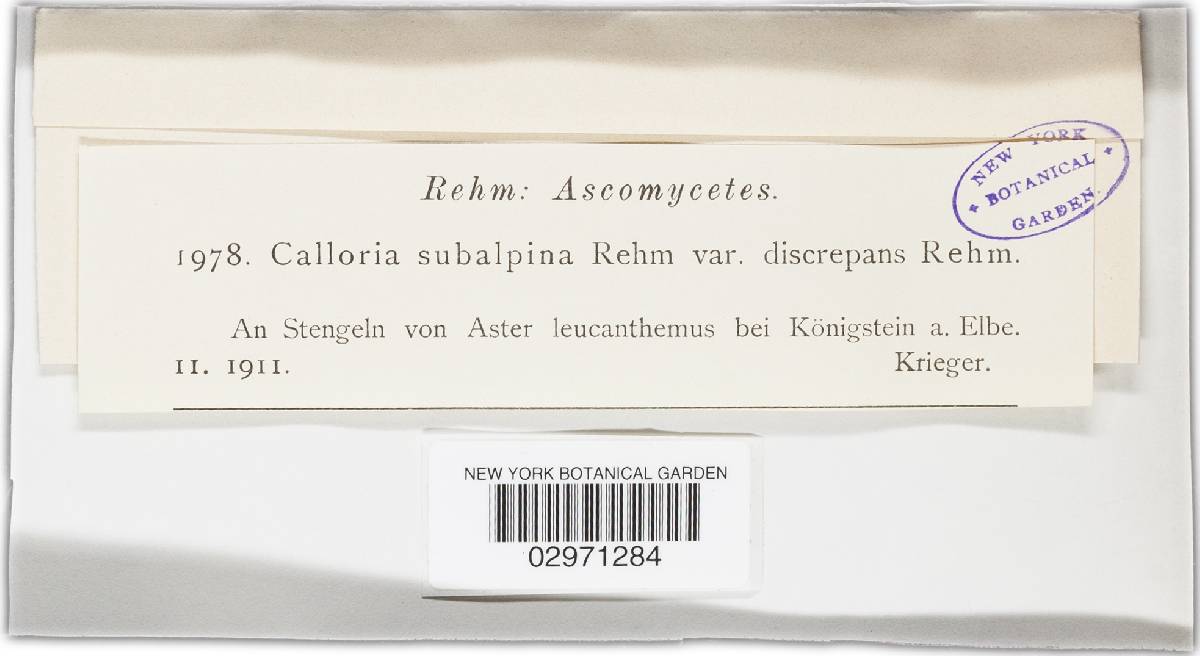 Calloria subalpina image