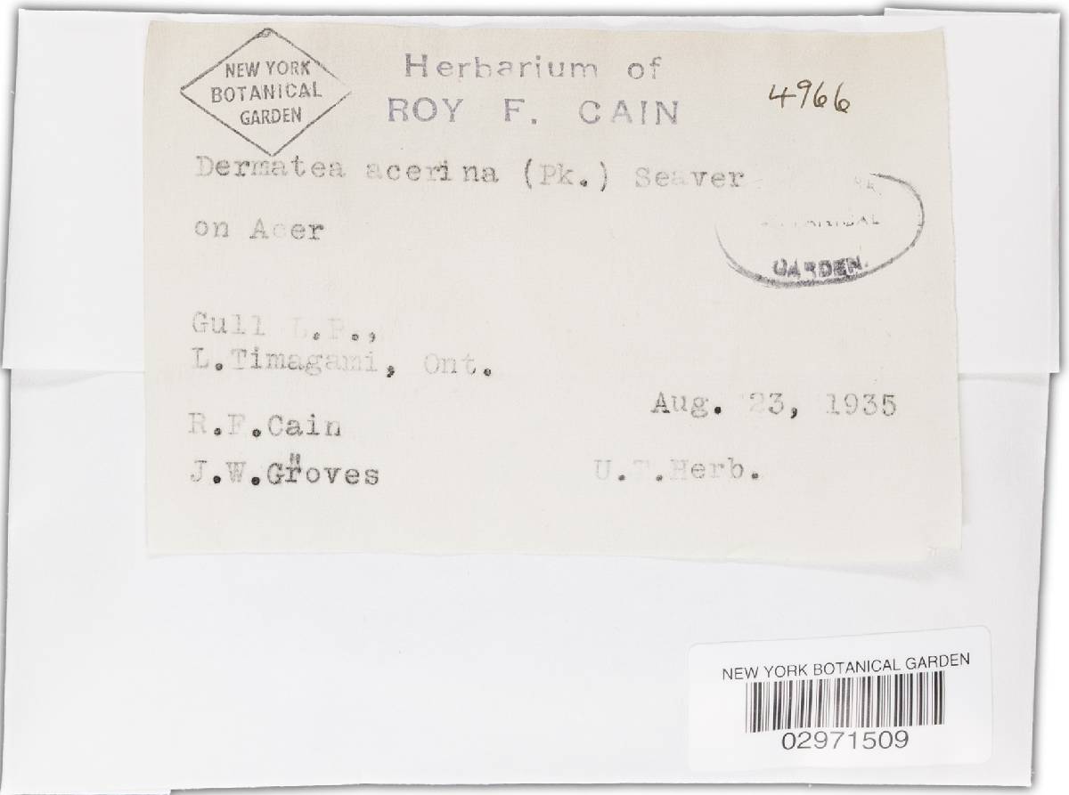 Dermea acerina image