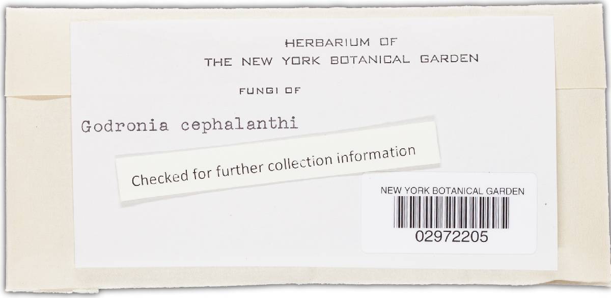 Godronia cephalanthi image