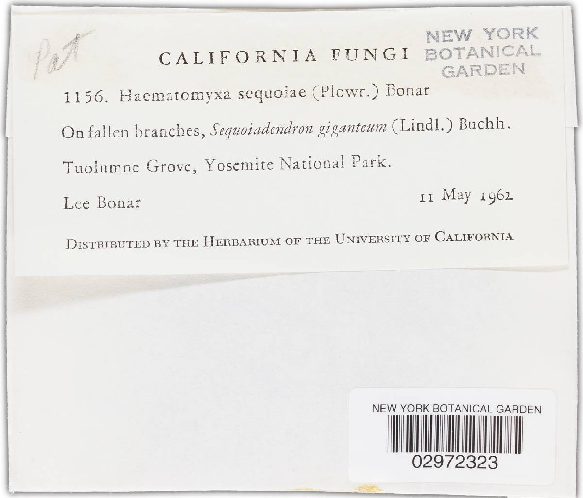 Haematomyxa sequoiae image