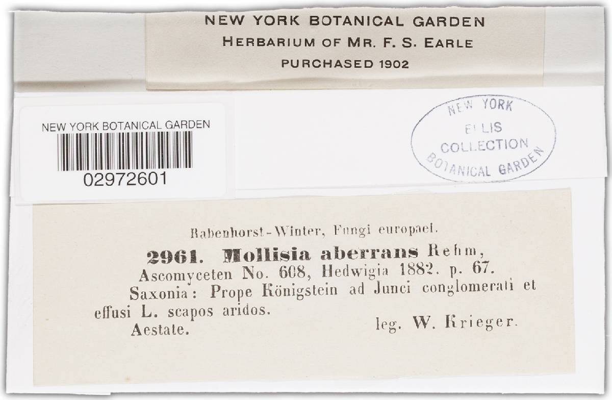 Mollisia aberrans image