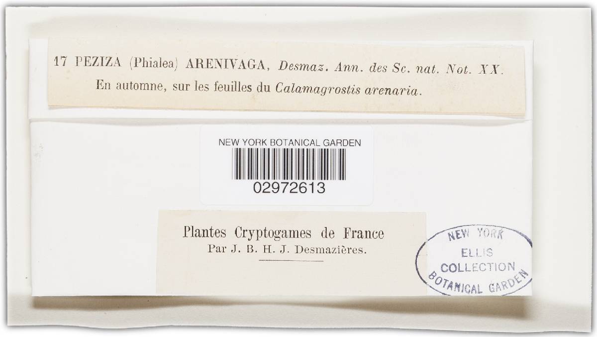 Mollisia arenivaga image
