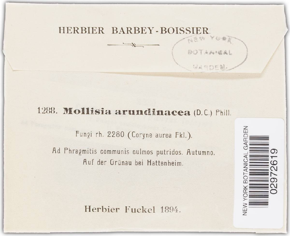 Mollisia arundinacea image