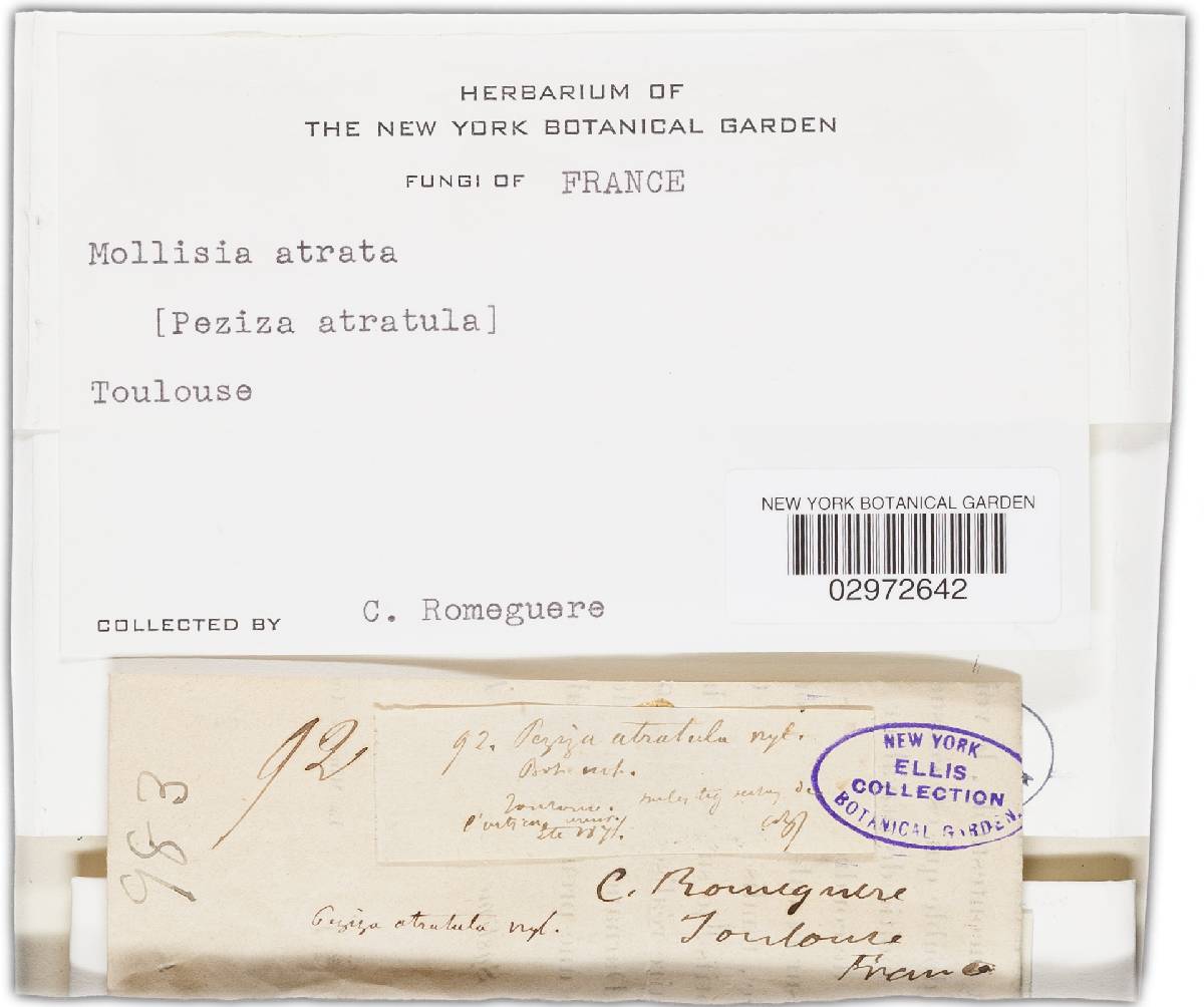 Mollisia atrata image