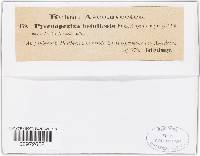 Mollisia atrata image