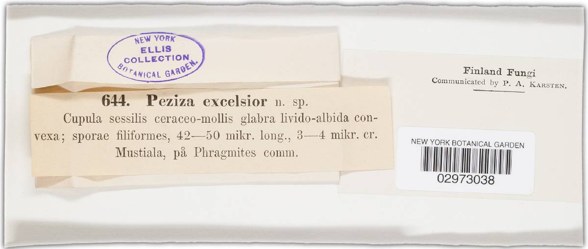 Belonium excelsior image
