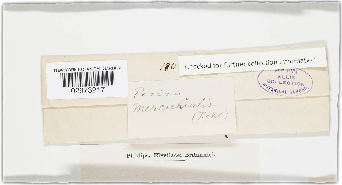 Mollisia mercurialis image