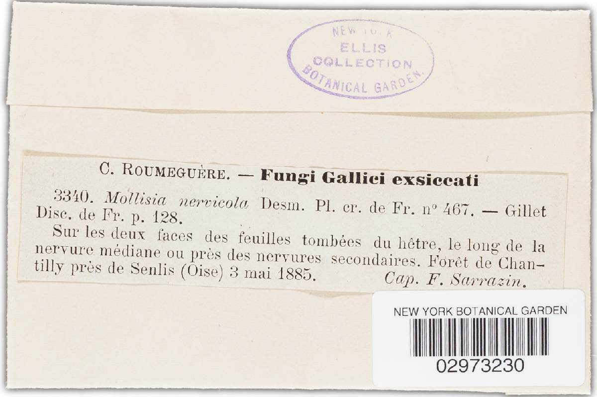 Mollisia nervicola image