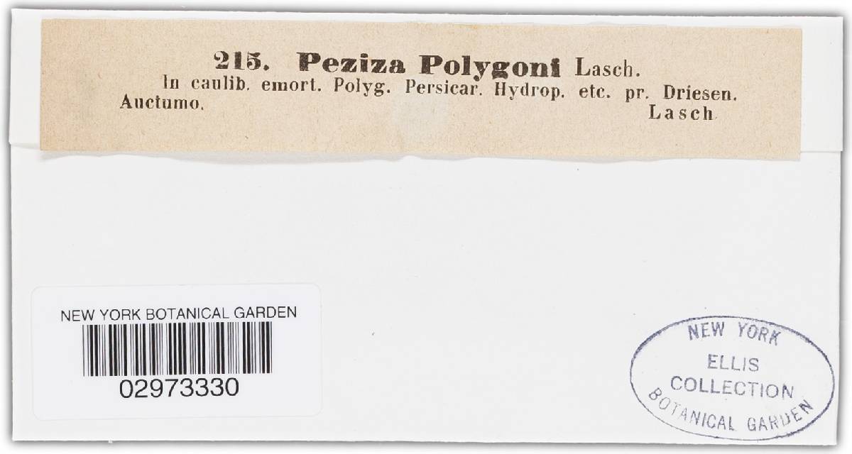 Mollisia polygoni image