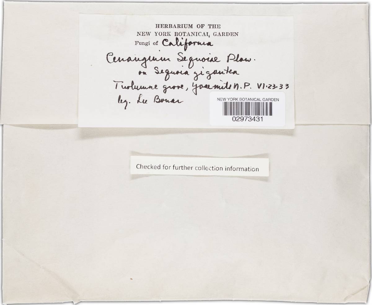 Murangium sequoiae image