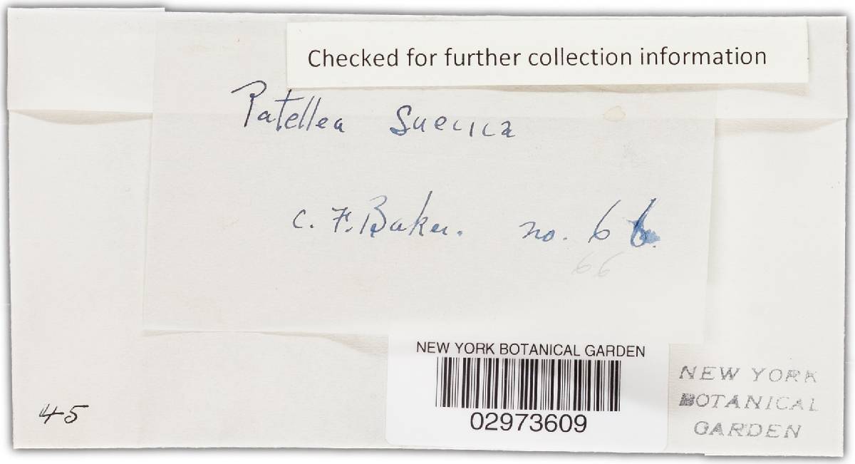 Patellea suecica image