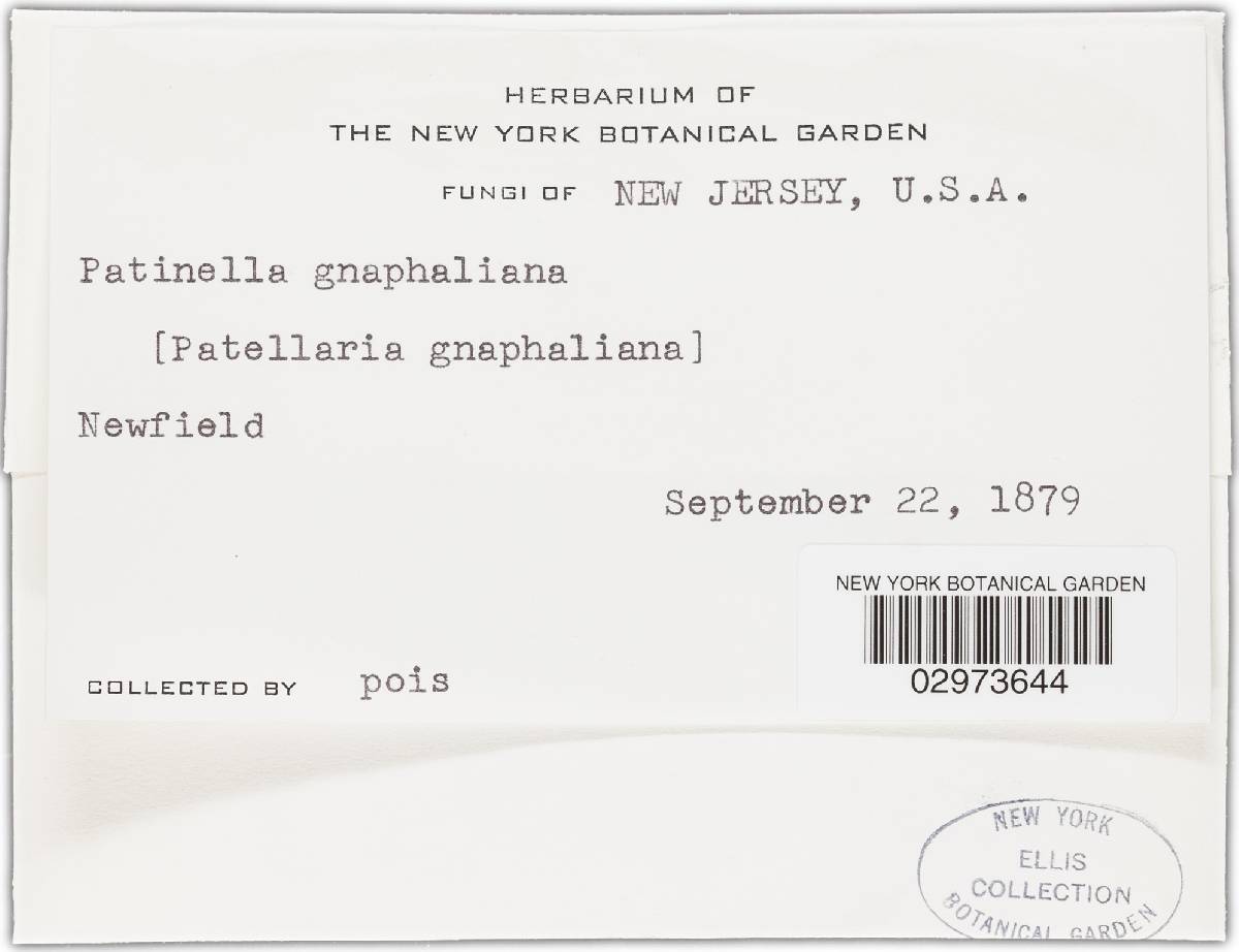 Patinella gnaphaliana image