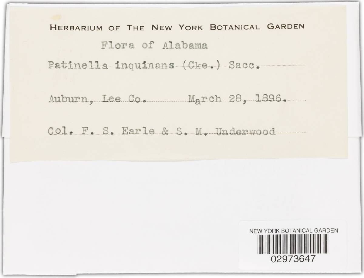 Patinella inquinans image