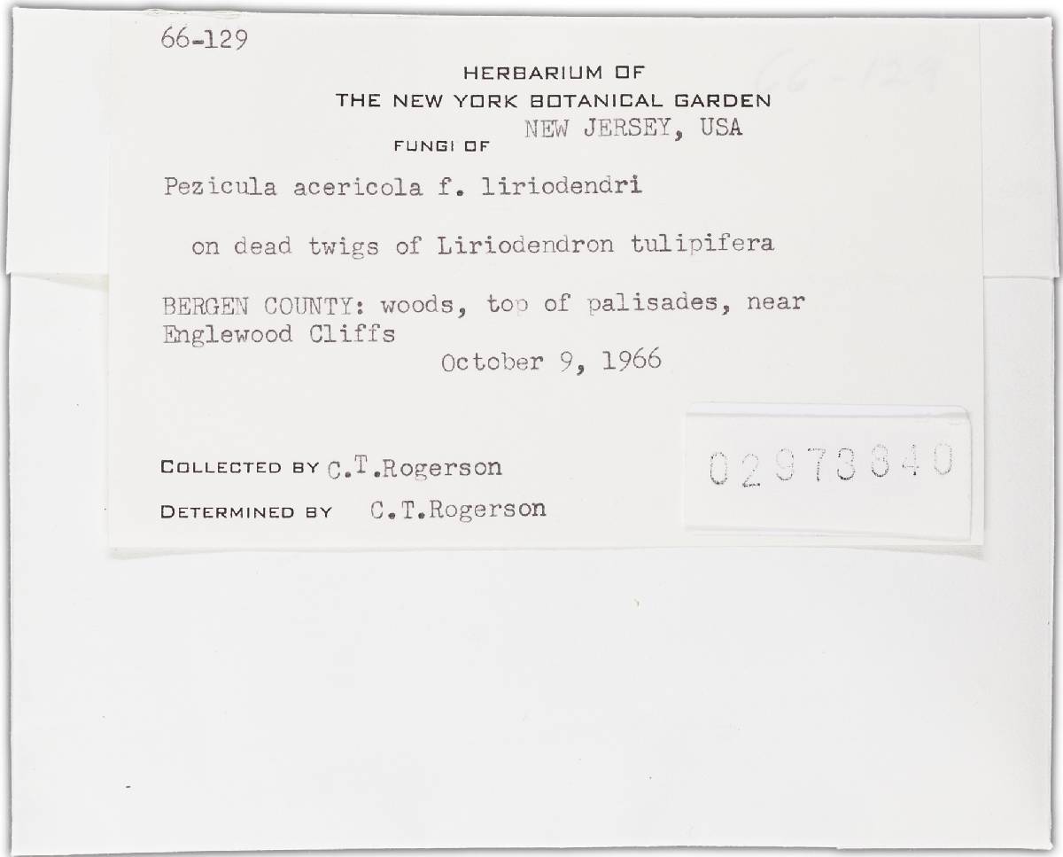 Pezicula acericola image