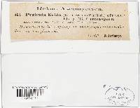 Pezicula livida image
