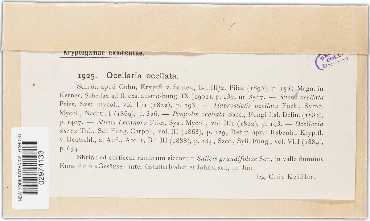Pezicula ocellata image