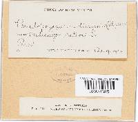 Pseudopeziza medicaginis image