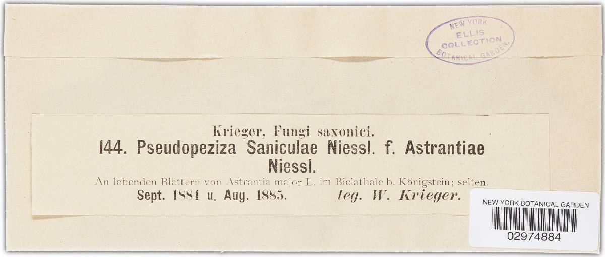 Pseudopeziza saniculae image