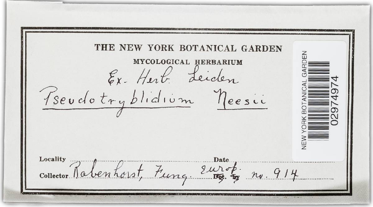 Pseudotryblidium neesii image
