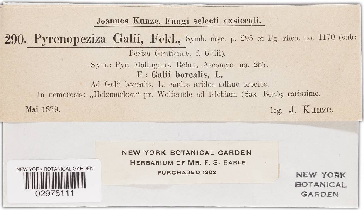 Pyrenopeziza galii image