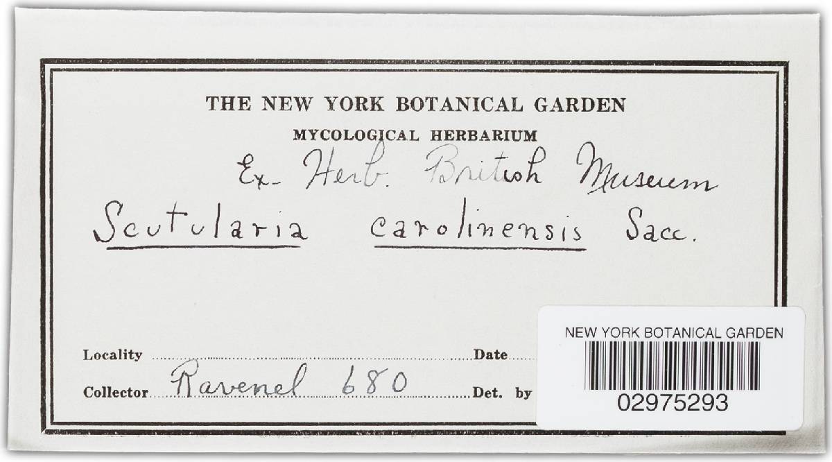 Scutularia carolinensis image