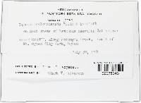 Tapesia coloradensis image