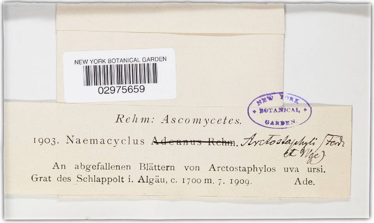 Propolis phacidioides image