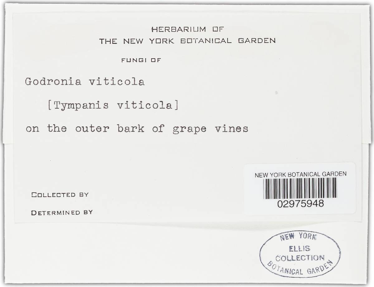 Pragmopora viticola image