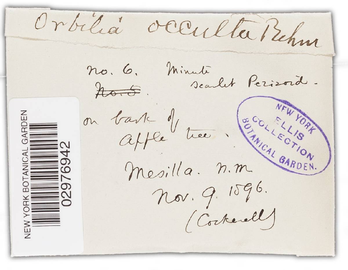 Orbilia cruenta image