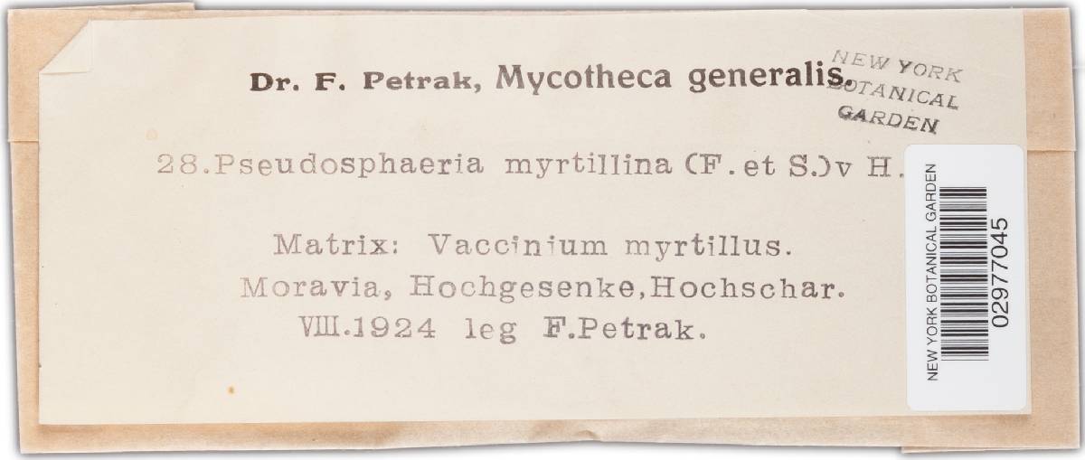 Leptosphaerulina myrtillina image