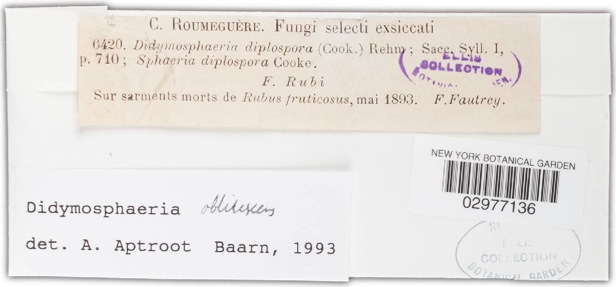 Didymosphaeria oblitescens image