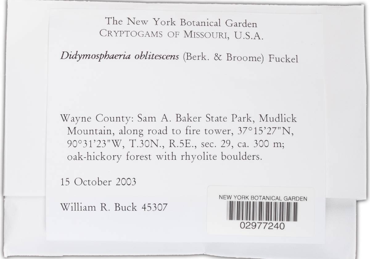Didymosphaeria oblitescens image