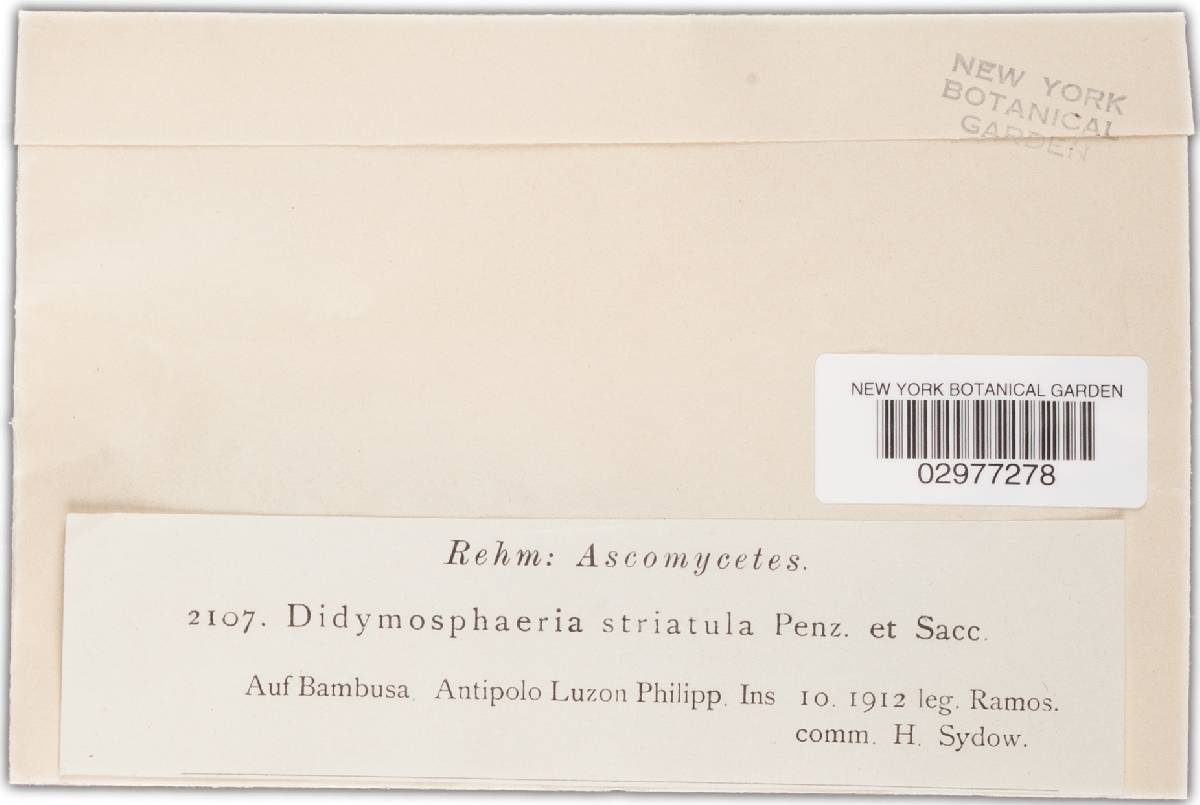 Didymosphaeria striatula image