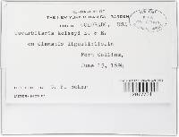 Decaisnella mammoides image