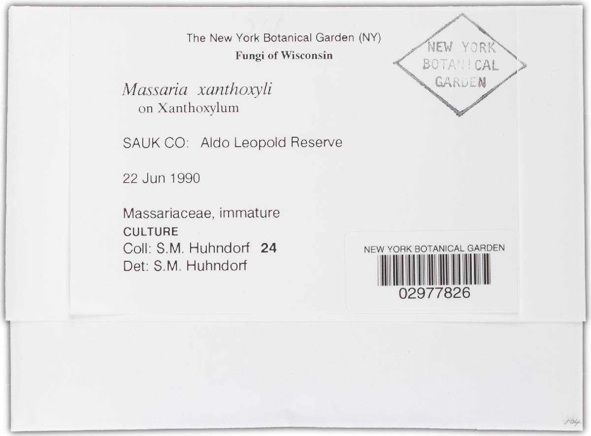 Massaria xanthoxyli image