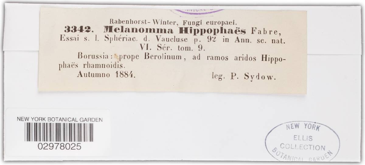 Melanomma hippophaës image