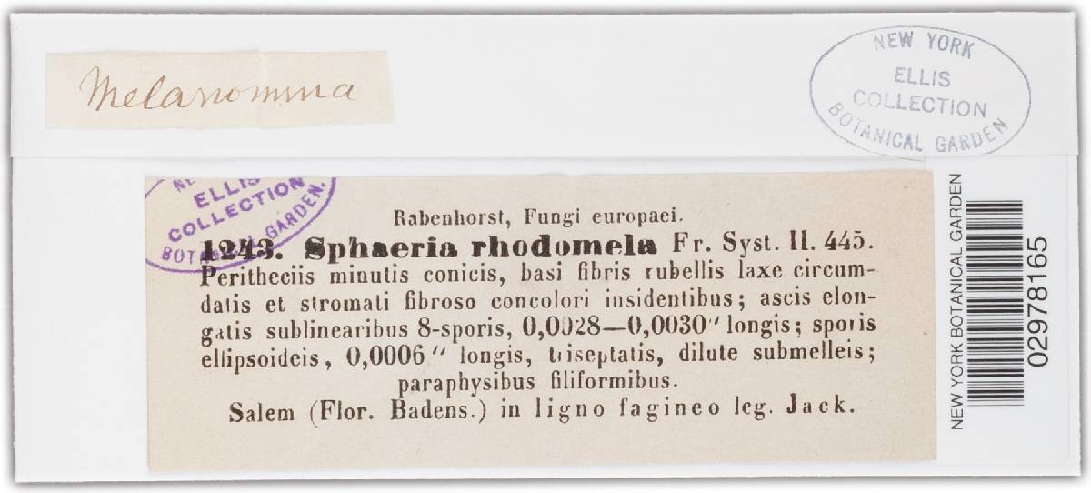 Melanomma rhodomelum image