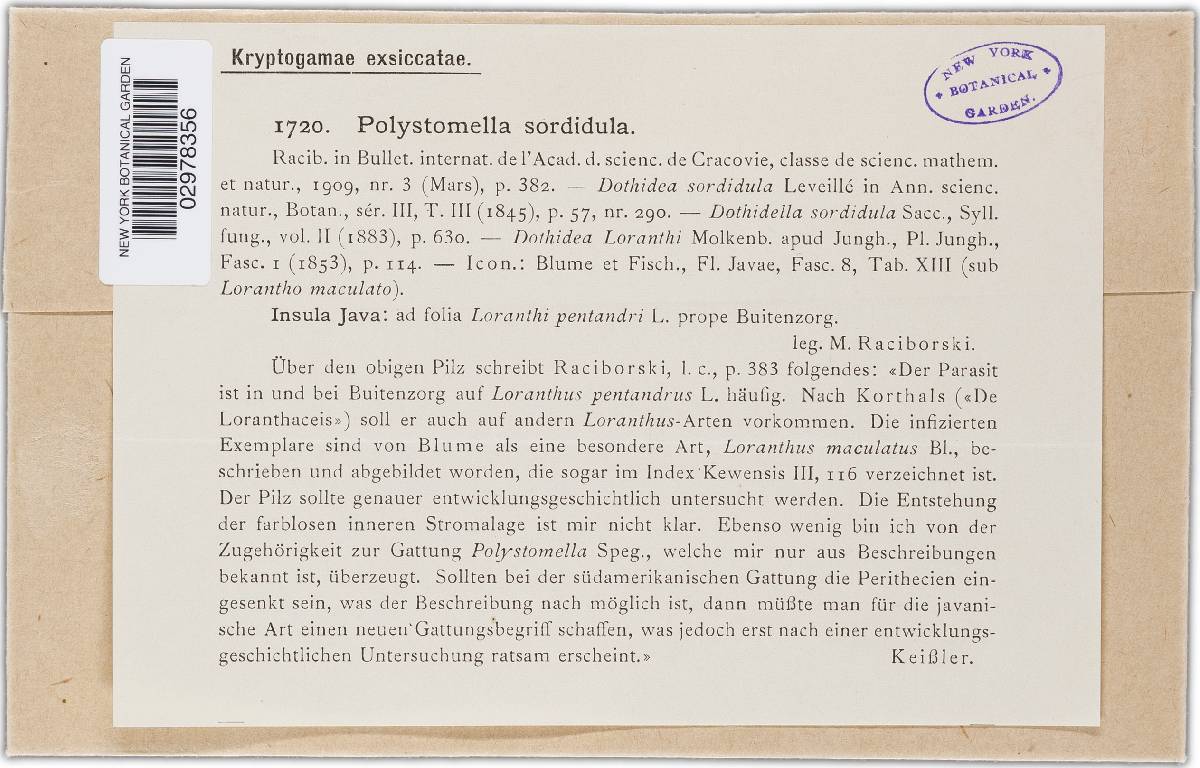 Actinopeltis sordidula image