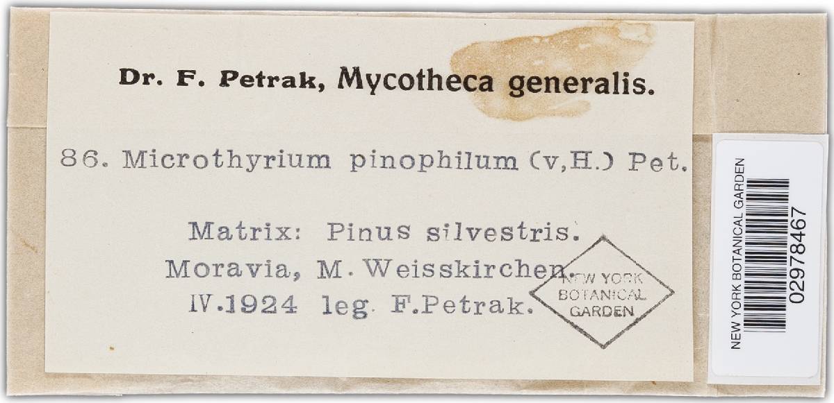 Microthyrium pinophyllum image