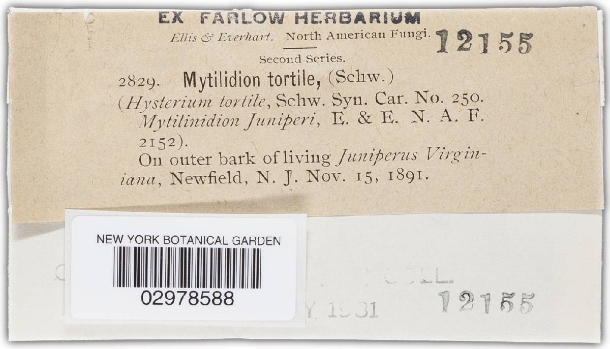 Mytilinidion tortile image