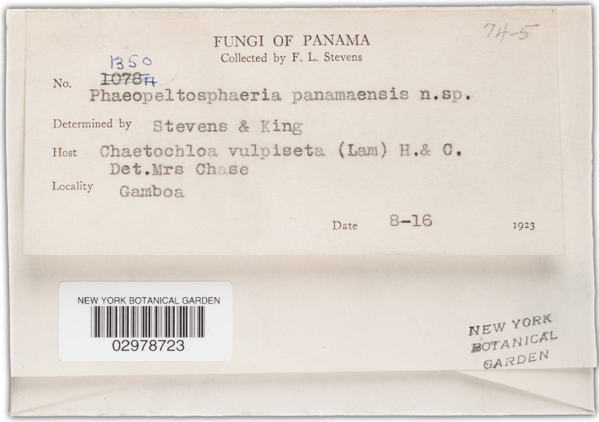 Phaeopeltosphaeria panamensis image