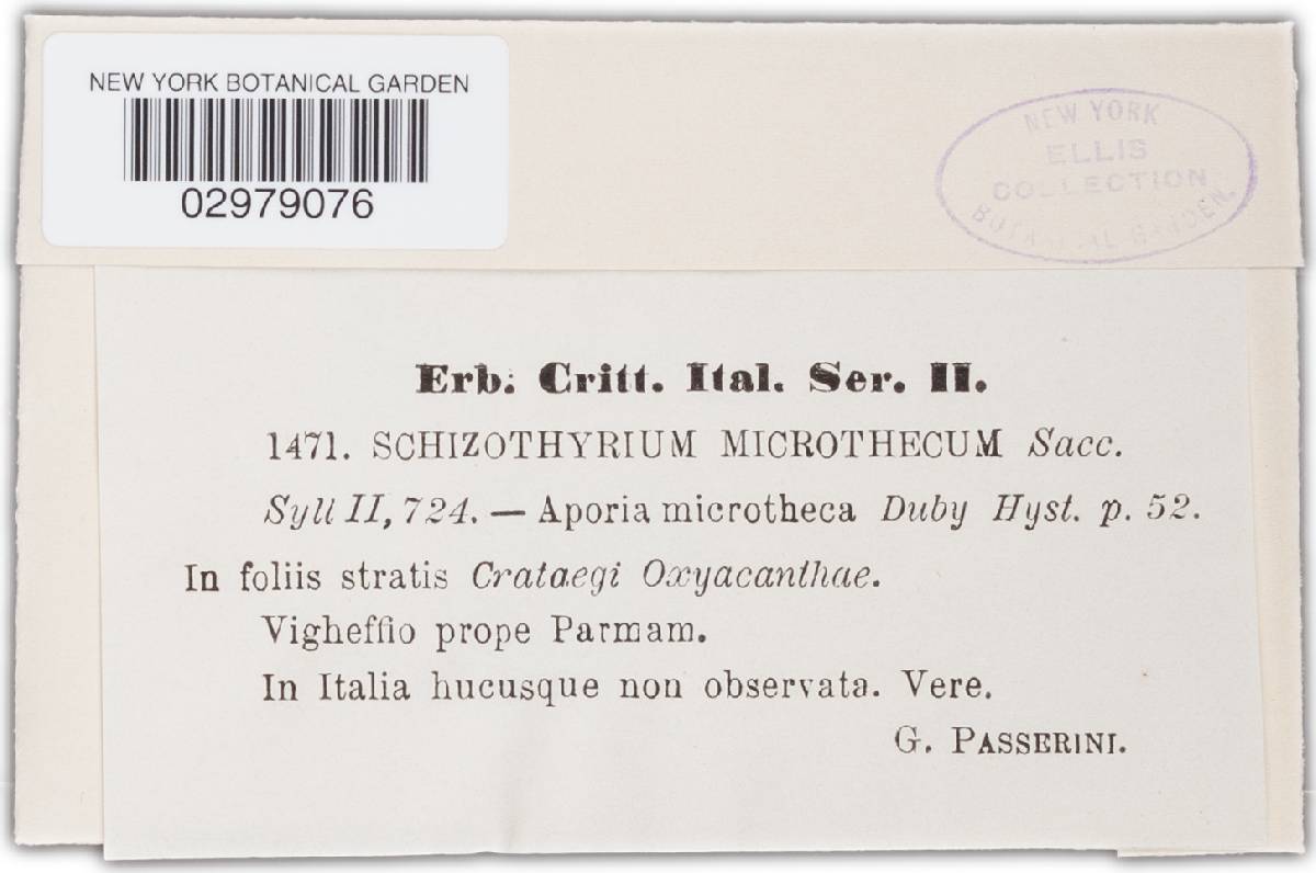 Schizothyrium image