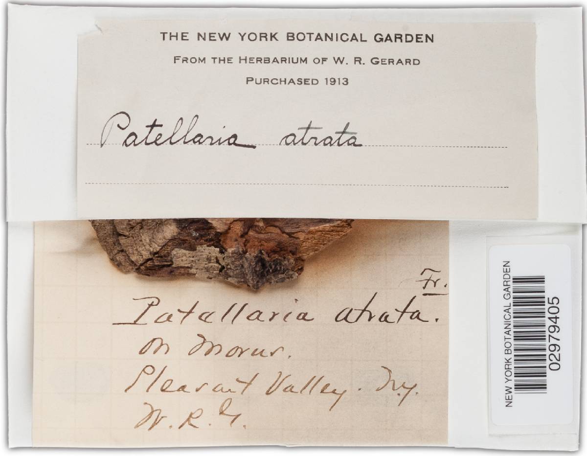 Patellaria atrata image