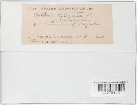 Patellaria atrata image
