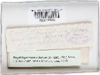 Rhytidhysteron rufulum image