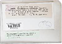 Rhytidhysteron rufulum image