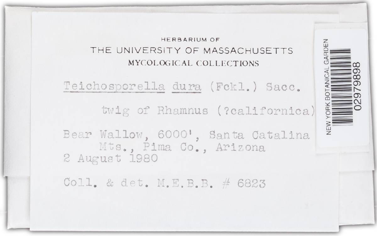 Teichosporella dura image