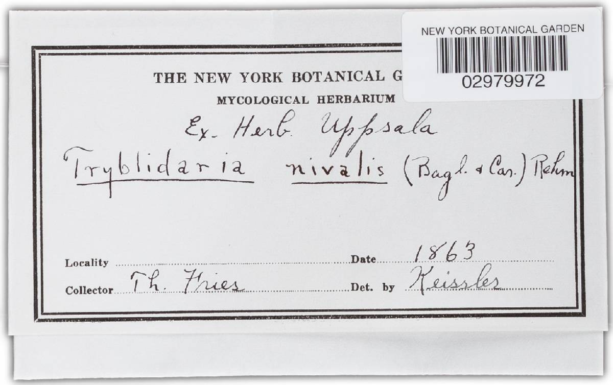 Tryblidaria nivalis image