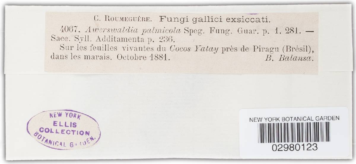 Coccostromopsis palmicola image