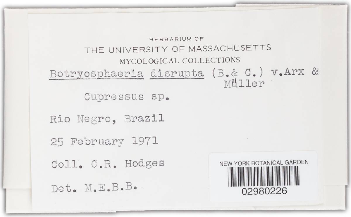 Botryosphaeria disrupta image